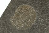 Dactylioceras Ammonite Cluster - Posidonia Shale, Germany #180397-1